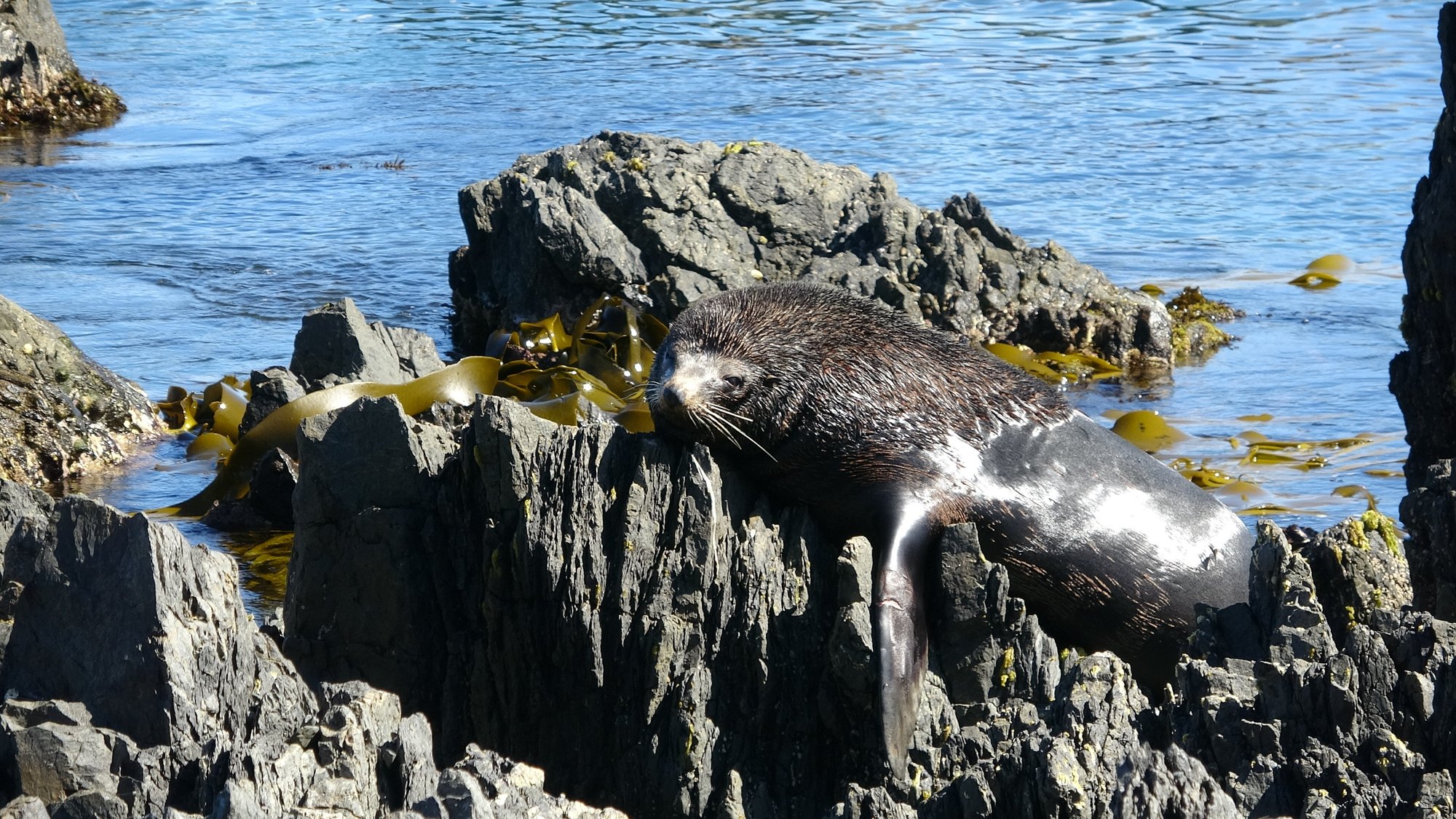 Seal Hero shot wide