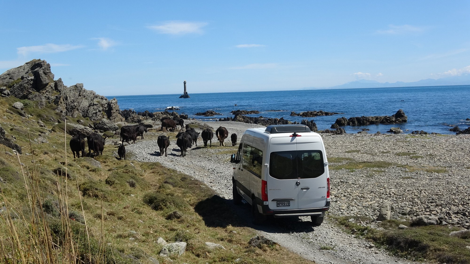 Vehicle on coast with cows